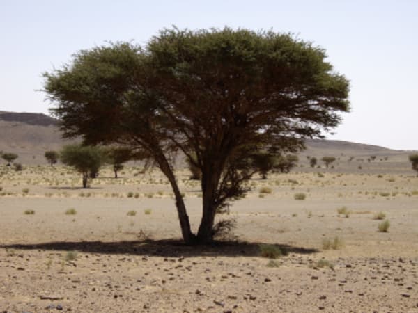 Marrakech, High Atlas & Sahara - 12