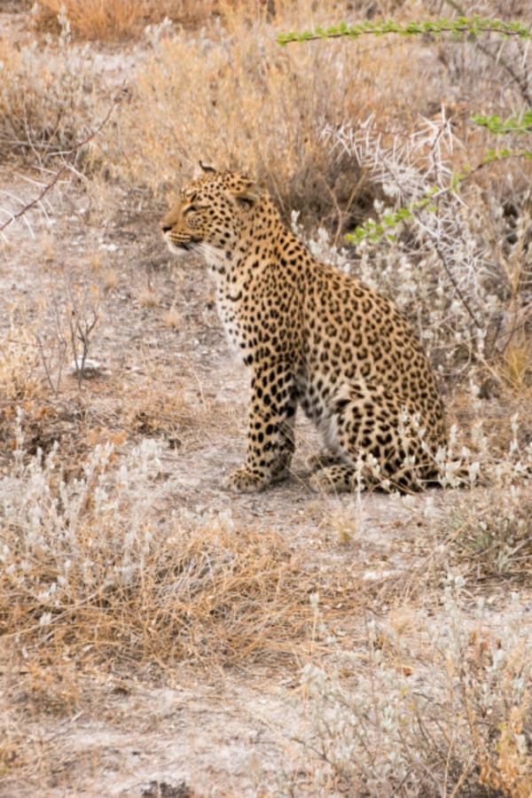 6 Day Dunes & Wildlife Accommodated - 2