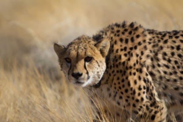 6 Day Dunes & Wildlife Accommodated - 7