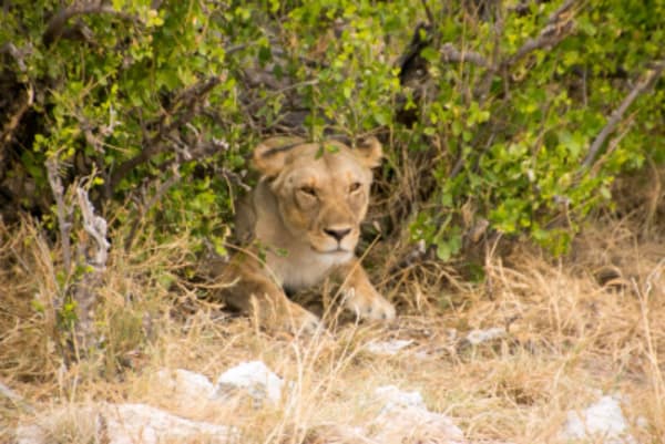 9 Day Canyons, Dunes & Wildlife Lodge & Camping Safari - 3