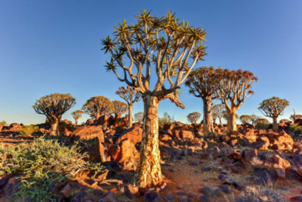 9 Day Canyons, Dunes & Wildlife Lodge & Camping Safari - 9