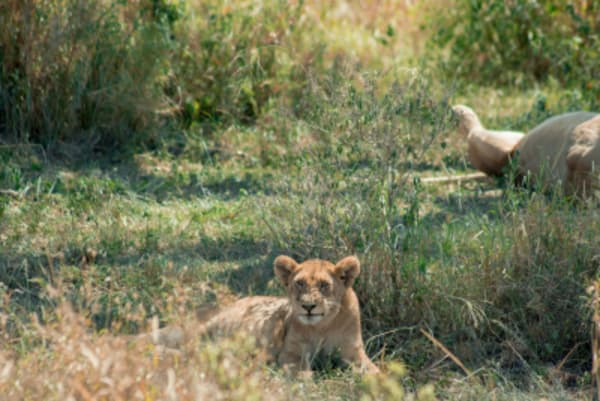 Tanzania Ultimate Scenic Journey - 19