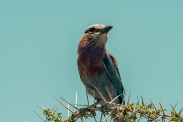Tanzania Ultimate Scenic Journey - 21