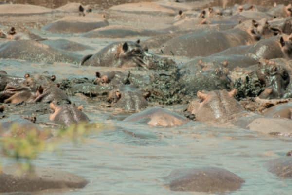Tanzania Ultimate Scenic Journey - 18
