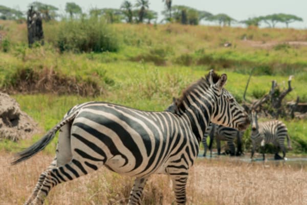 Tanzania Ultimate Scenic Journey - 20