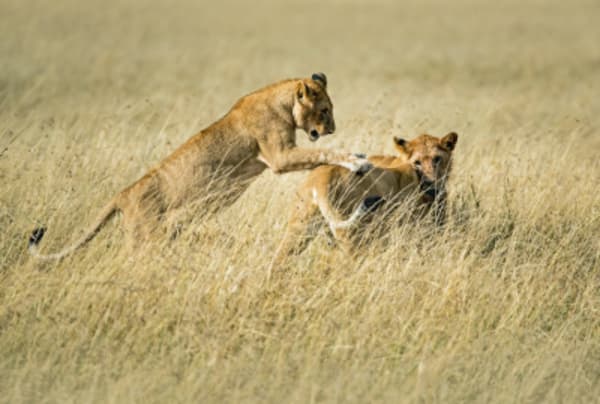 Maasai Mara Game Reserve & Lake Nakuru National Park - 1