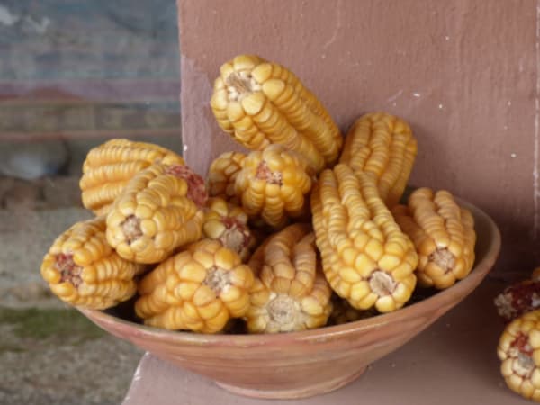 Secrets of Peruvian gastronomy and wines - 1