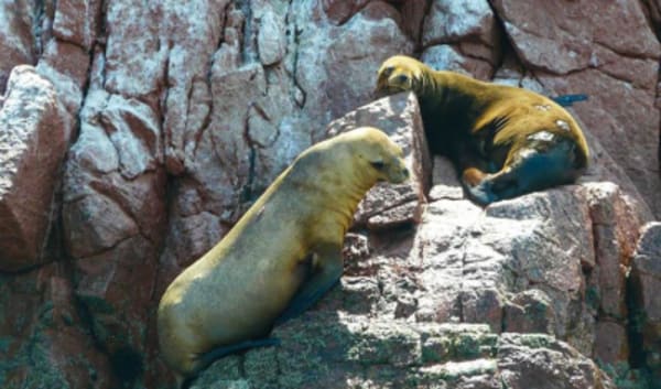 Lima to Buenos Aires (via Pantanal) Travel Pass - 4