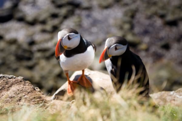 Westfjords & Snaefellsnes - 7