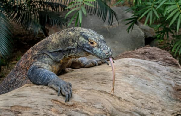 Bali Komodo Experience - 1