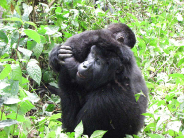 Rwanda & Uganda trip - 2