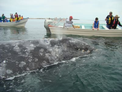 Baja's Ocean Giants: From La Paz to Los Cabos Quest 7D/6N - 10