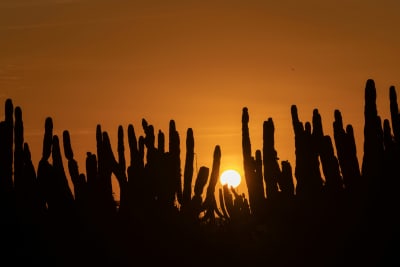 Baja's Cultural Odyssey & La Paz Seashore Elegance 6D/5N - 28