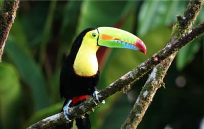 Senderos de Tortuguero y Rápidos de Pacuare 4D/3N - 9