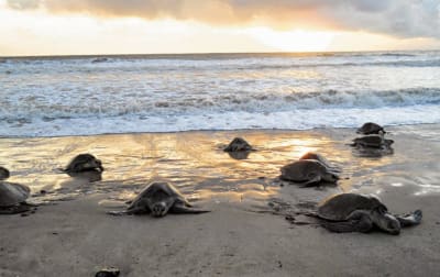 Senderos de Tortuguero y Rápidos de Pacuare 4D/3N - 6