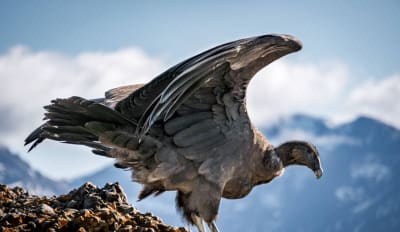 Torres del Paine and Ushuaia Adventure 9D/8N - 12