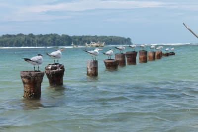 Descubre el Panamá invisible 13D/12N - 11