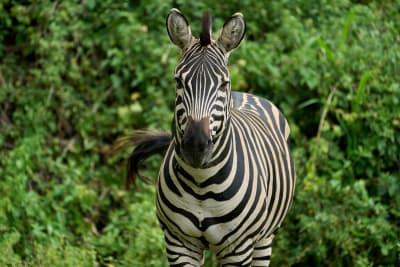 Highlights of Tanzania Safari 5D/4N (Tarangire, Serengeti & Ngorongoro) - 37