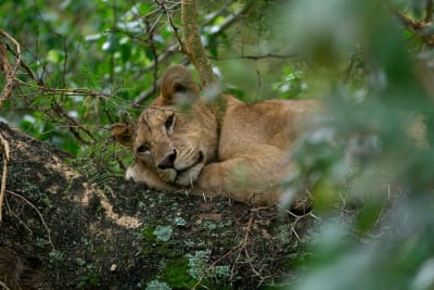 Highlights of Tanzania Safari 5D/4N (Tarangire, Serengeti & Ngorongoro) - 38
