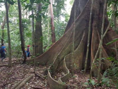 Puerto Maldonado Amazon Eco-Lodge 4D/3N (desde Puerto Maldonado) - 14