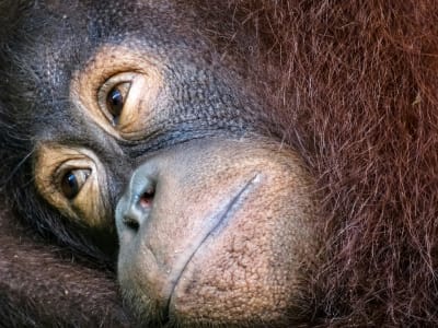 Sabah Highlights Adventure 7D/6N - 16