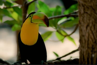 Aventura en la selva amazónica de Manaus, 4 días y 3 noches - 7