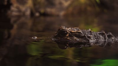 Aventura en la selva amazónica de Manaus, 4 días y 3 noches - 3