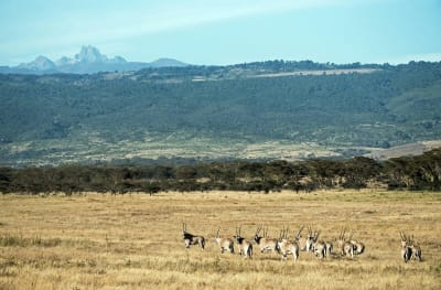 Trekking al Monte Kenia (Ruta Sirimon) 4D/3N - 15