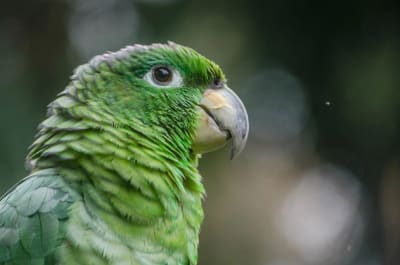 Puerto Maldonado Amazon Budget Eco-Lodge 4D/3N - 37