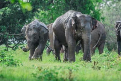 Highlights of Sri Lanka 7D/6N - 21