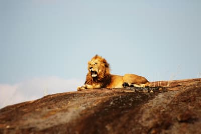Unforgettable Tanzanian Safari Adventure - 7