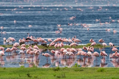 Unforgettable Tanzanian Safari Adventure - 6