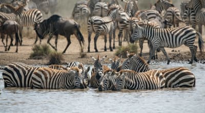 Unforgettable Tanzanian Safari Adventure - 5