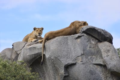 Unforgettable Tanzanian Safari Adventure - 3