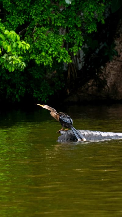 Retiro de sanación en la naturaleza amazónica de Puerto Maldonado (5 días/4 noches) - 17