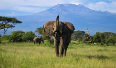 Safari de caza mayor 8D/7N (Masai Mara, lago Nakuru, Aberdare y Amboseli) - 15