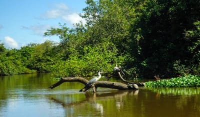 Bolivian Amazon Pampas Adventure 4D/3N (from Rurrenabaque) - 5
