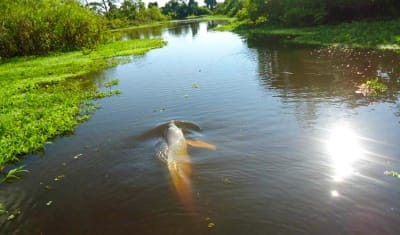 Bolivian Amazon Pampas Adventure 4D/3N (from Rurrenabaque) - 16