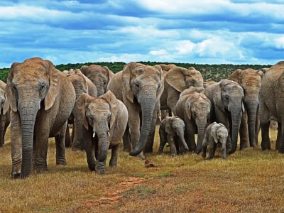 Cape Town, Garden Route & Addo Adventure 10D/9N - 13