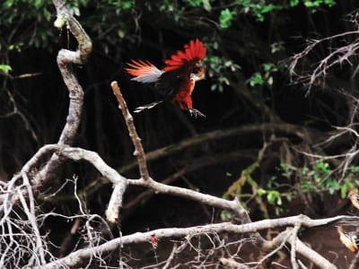 Aventura en el Eco-Lodge Amazónico de Cuyabeno, 5 días y 4 noches - 14