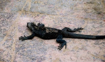 Aventura de salto de isla en isla por Galápagos 7 días y 6 noches - 5