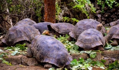 Aventura de salto de isla en isla por Galápagos 7 días y 6 noches - 6