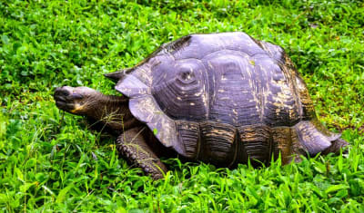 Aventura de salto de isla en isla por Galápagos 7 días y 6 noches - 12