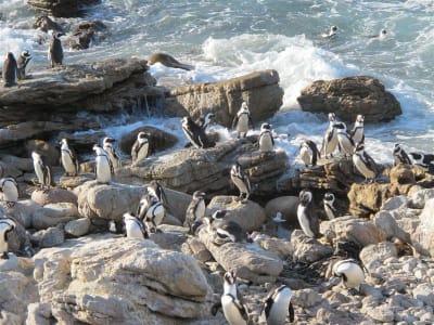 Garden Route & Wine Adventure 7D/6N - 16