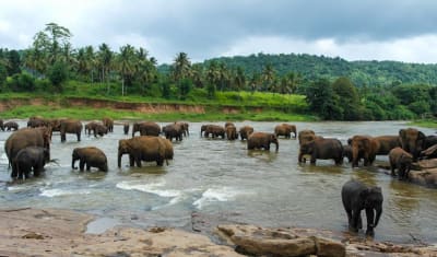 Highlights of Sri Lanka 7D/6N - 9