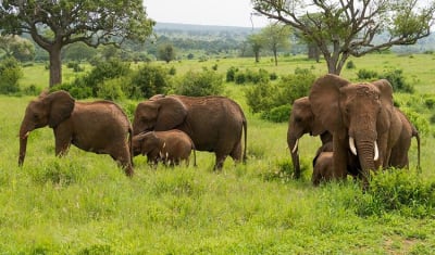 Highlights of Tanzania Safari 5D/4N (Tarangire, Serengeti & Ngorongoro) - 11