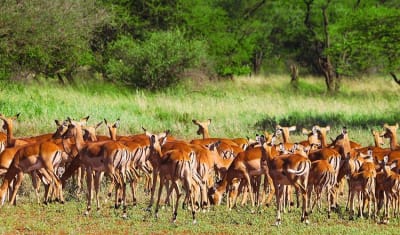 Highlights of Tanzania Safari 5D/4N (Tarangire, Serengeti & Ngorongoro) - 12
