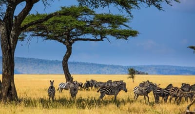 Highlights of Tanzania Safari 5D/4N (Tarangire, Serengeti & Ngorongoro) - 14
