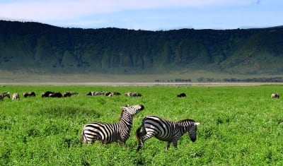 Highlights of Tanzania Safari 5D/4N (Tarangire, Serengeti & Ngorongoro) - 17
