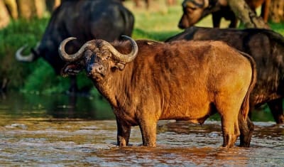 Highlights of Tanzania Safari 6D/5N (Tarangire, Serengeti & Ngorongoro) - 17